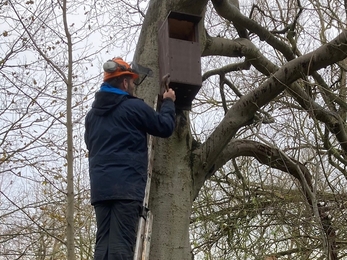 Duncan Hoyle, NWT estates officer installing one of the nest boxes, image Lynette Friend