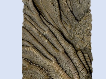 County rock and fossil - crinoid 2
