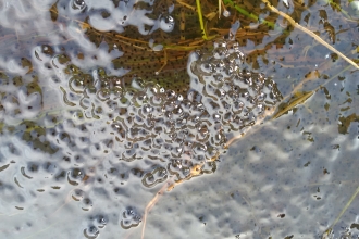 First frogspawn of 2017