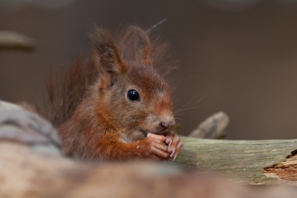 Red squirrel - Mike Snelle