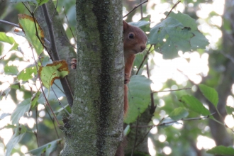 Red Squirrel, Pamela Dewener