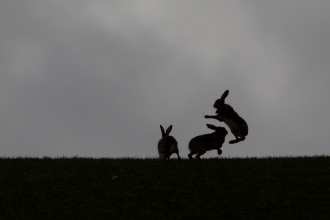 Brown hares - Mark Hamblin/2020VISION