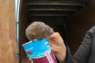Water vole ready for release - Restoring Ratty