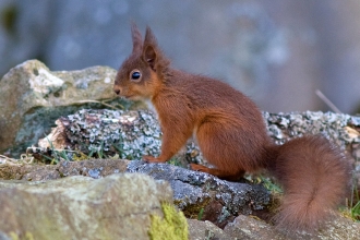 Red Squirrel - Steve Wrightson