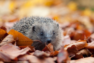 Hedgehog in leaves - Tom Marshall