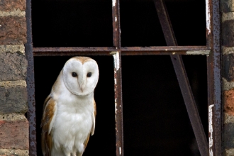 Barn owl - Andy Rouse/2020VISION