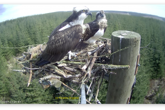 Ospreys Mr and Mrs YA settling in - Forestry England