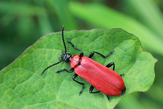 Cardinal beetle - Penny Frith