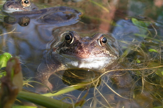 Frogs - Richard Burkmar