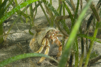 Hermit crab - Paul Naylor