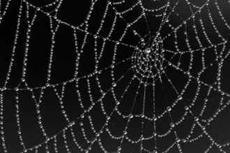Spider’s web - Guy Edwardes/2020VISION