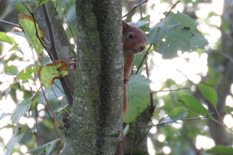 Red squirrel, image Pamela Dewener