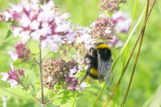 Bee on marjoram, image Marcus Wehrle.