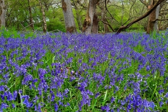 Image of a woodland floor, carpeted with hundreds of bluebells.
