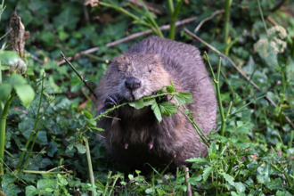 Beaver. Image: by David Parkyn.