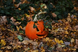 Trick or treat yourself to wild fun this October