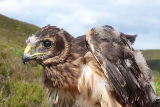 Hen harriers.  Image by Northumberland National Park.