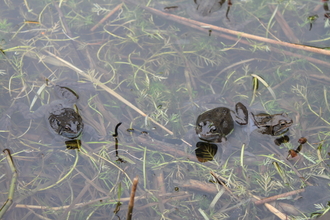 St Nicholas Park frogs.  Image by Alice McCourt.