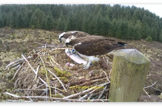 First egg on Nest 4. Image by Forestry England.