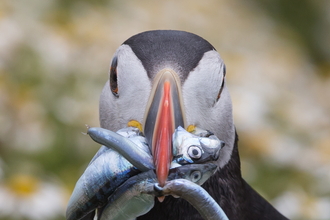 Puffin - Charles Thody Wildlife Images