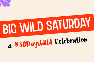 Big Wild Saturday banner 2024