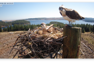 The osprey pair on Nest 7 