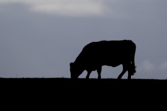 Cow silhouette - Peter Cairns/2020VISION