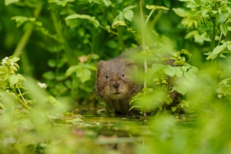 Water Vole - Terry Whittaker/2020VISION