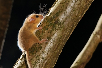 Hazel dormouse - Terry Whittaker/2020VISION