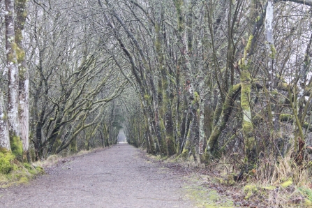 Bakethin woodland path