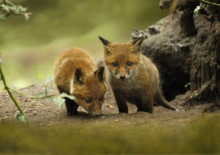 Fox cubs - Jon Hawkins