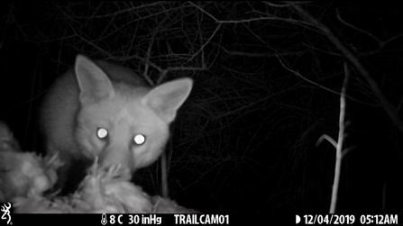 Fox caught on trail camera - Catch My Drift