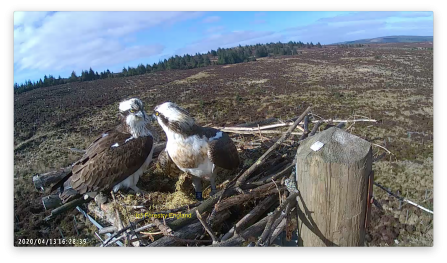 Ospreys Mr and Mrs W6 getting reacquainted - Forestry England