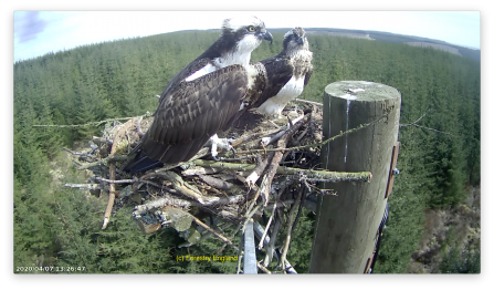 Ospreys Mr and Mrs YA settling in - Forestry England