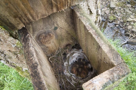 Great tit nest box - Duncan Hoyle