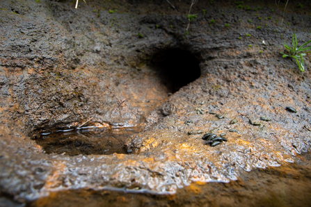 Water vole burrow and latrine - Elliot Lea