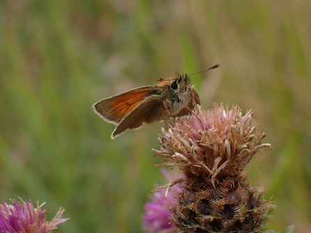 Small skipper butterfly, image Duncan Hutt