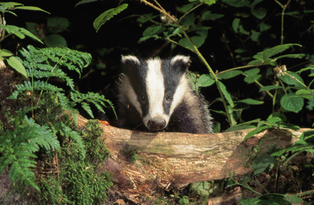 Image of a badger peering over a fallen log, surrounded by green shrubbery.