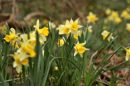 Yellow daffodils on a woodland floor. 