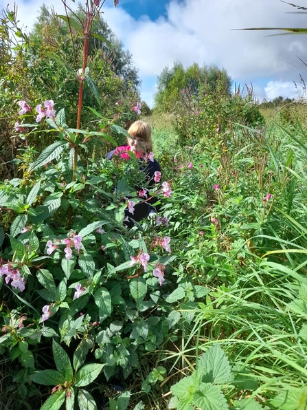 Image of lots of tall plants with a volunteer in the background.