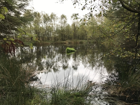 Image of a lake surrounded by woodland