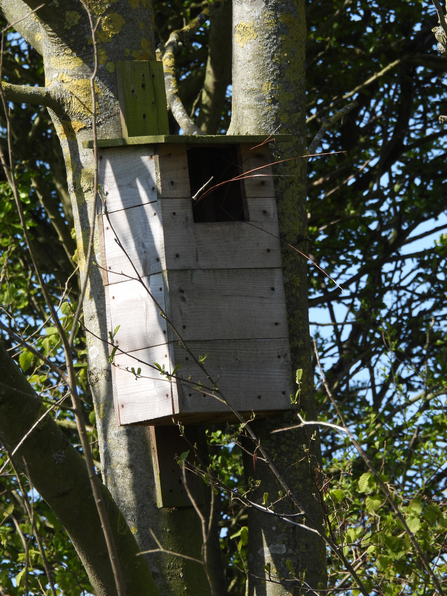 Taken over tawny owl box at Hauxley