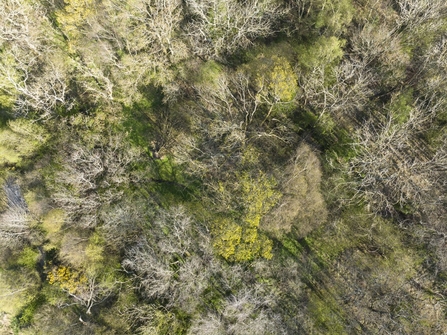 West Chevington woodland drone photo, image Jason Friend