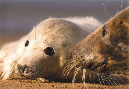 Atlantic Grey Seal. Image by George Ledger