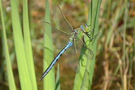 Emperor Dragonfly Male - Dave Purnell