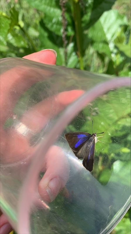 Purple hairstreak butterfly - Sophie Webster