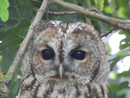 Tawny owl - Duncan Hutt
