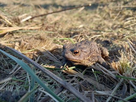 Toad at Northumberlandia - Rob Drummond