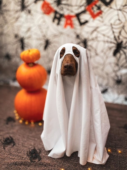Hilda the spaniel ready for Halloween - Grace Welsh