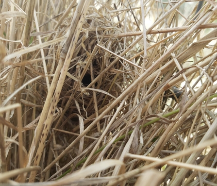 Harvest mouse nest at East Chevington reserve. Image by Sophie Webster.